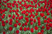 &quot;Raudonas tulpių kilimas&quot; Orinta Labutytė